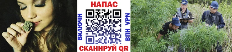 Бошки марихуана сатива Клинцы